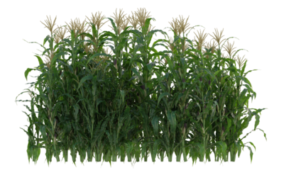 corn plant, corn crop, corn field isolated, agricultural corn field 