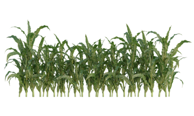 corn plant, corn crop, corn field isolated, agricultural corn field 