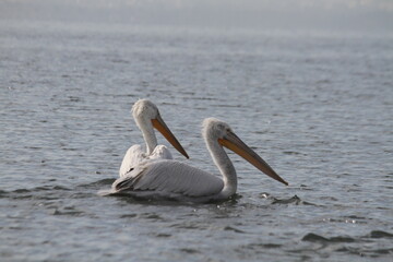 Pelicans 