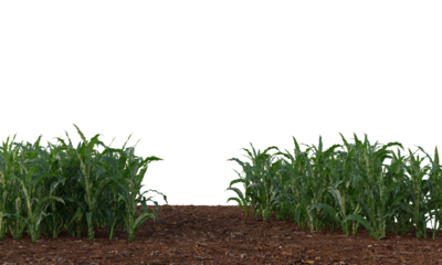 corn crop, corn plant, corn field isolated, a green field of corn