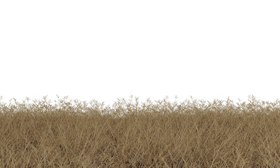  dry grass field isolated, dried grass