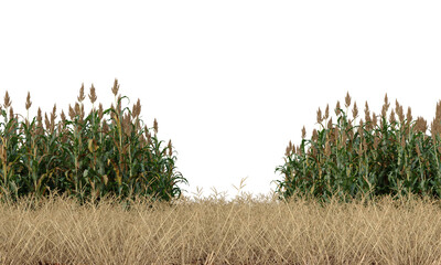 great millet field isolated, grains field clipping path, milo field