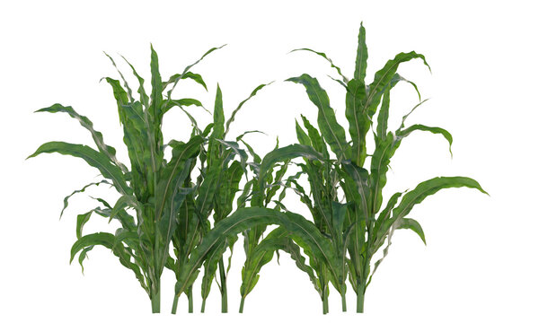 great millet filed isolated grain plant