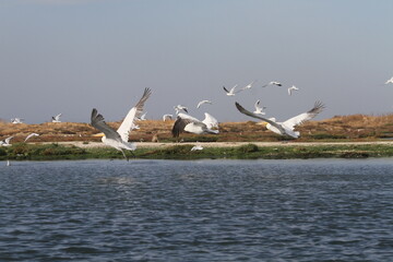 flying of pelicans