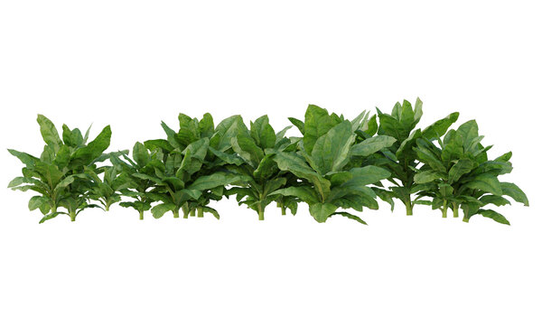 Nicotiana tabacum, or cultivated tobacco clipping path short and tall plants isolated