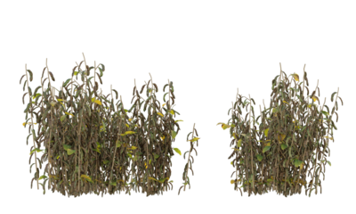Various types of dried plants bushes shrub and small plants isolated	
