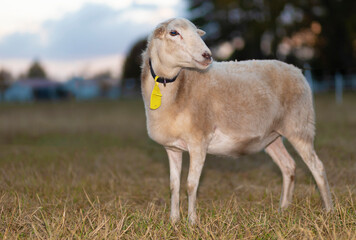 Obraz na płótnie Canvas Sheep standing on a field with setting sun