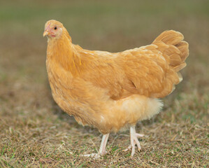 Gold colored chicken hen on grass