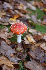 Fly agaric mushroom and leaves in autumn season