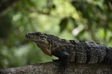 Face of an iguana on a log