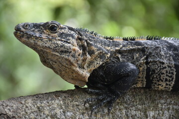 Face of an iguana on a log