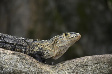 Face of an iguana on a log