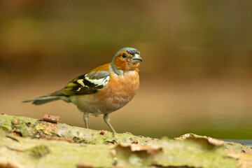 Zięba (Fringilla coelebs)
