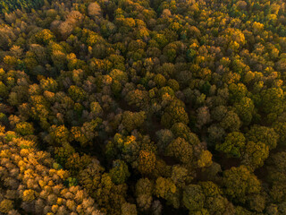 Autumn Tress shot from a drone in woodland near Bingley West Yorkshire