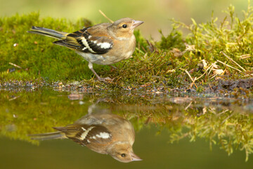 Zięba (Fringilla coelebs)