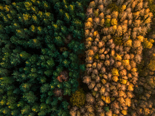 Autumn Tress shot from a drone in woodland near Bingley West Yorkshire