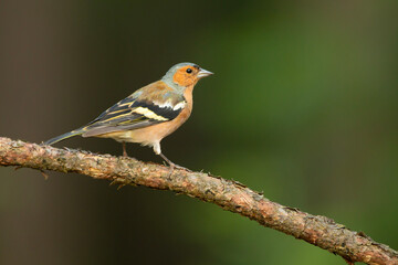 Zięba (Fringilla coelebs)