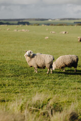 Sheep grazing on a grassy field in Victoria