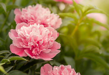 bright pink peony flowers close-up on a green background in the sun
