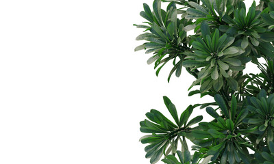 Sullu spurge, Royle's spurge, succulent, cactus, small plant