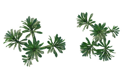 Sullu spurge, Royle's spurge, succulent, cactus, small plant