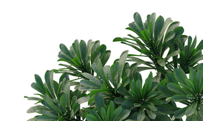Sullu spurge, Royle's spurge, succulent, cactus, small plant