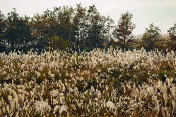 夕日に照らされるススキ