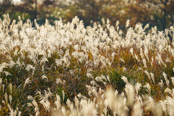 夕日に照らされるススキ
