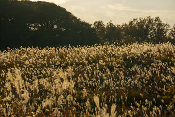 夕日に照らされるススキ