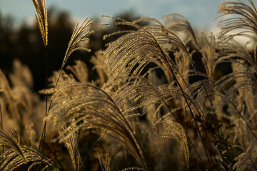 夕日に照らされるススキ