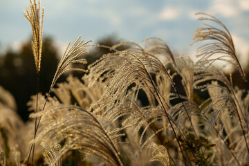 夕日に照らされるススキ