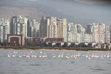 Fototapeta na wymiar flamingos in the lake