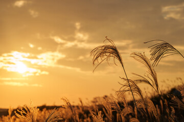 夕日に照らされるススキ