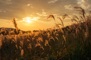 夕日に照らされるススキ