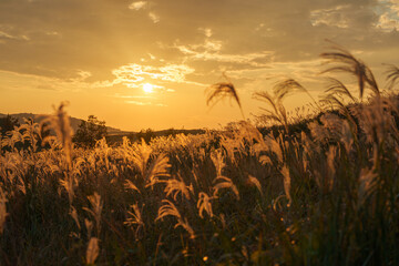 夕日に照らされるススキ