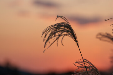 夕日に照らされるススキ