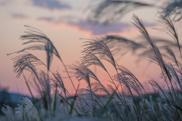 夕日に照らされるススキ