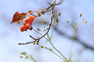 互いに朽ちゆく