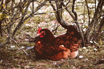 Poules se reposant sous les arbustes © Concept Photo Studio