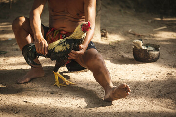 Cropped image old man with beautiful rooster fighting cock. Old man farmer hold gamecock on hand in...