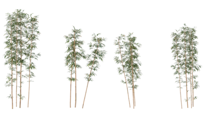 Bamboo plants, clumping of bamboo trees and leaf isolated
