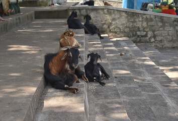 A Selective focus picture of Indian goats resting on foot steps in a village area.