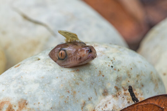 A baby reticulated python hatching from egg on pile of dry leaves