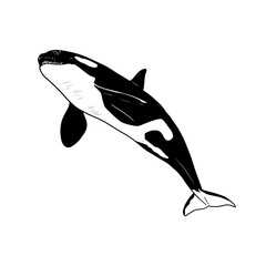 Killer whale. Vector illustration isolated on white. Hand-drawn style.