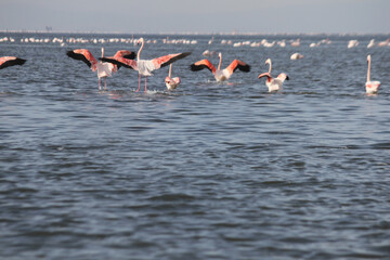 Fototapeta premium Pink Flamingos