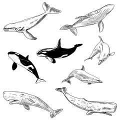 Set of sea animals. Vector illustrations. Isolated on a white background. Hand-drawn style.
