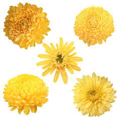 set of yellow flowers png .