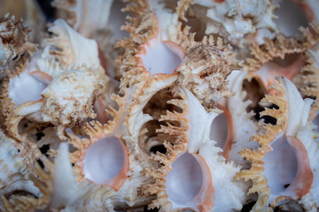 Wall decorated with scallop shells in a row.