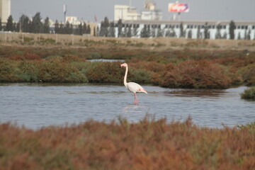 Pink Flamingos