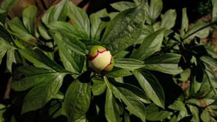 A flower just beginning to bloom